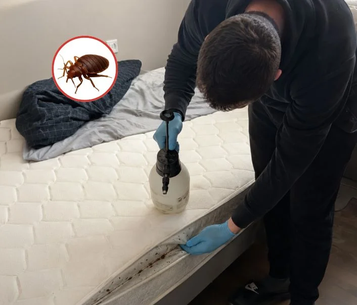 Technicien traitant un matelas contre les punaises de lit à Jouars-Pontchartrain